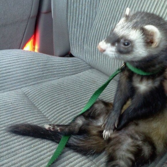 Meet your Posher, Kylee - Picture 1 of 1